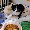 可愛くおしゃべりしてくれるニロちゃん サムネイル4