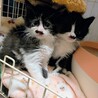 可愛くおしゃべりしてくれるニロちゃん サムネイル5