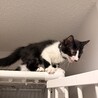 可愛くおしゃべりしてくれるニロちゃん サムネイル6