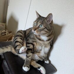 「ほんまに暑い」サムネイル2