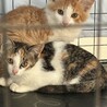 可愛い三毛 サムネイル2