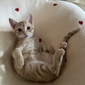 お手玉6兄弟(とらお)