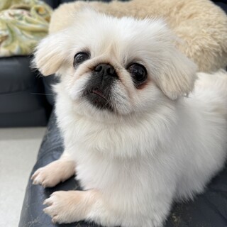 とってもおとなしいペキニーズのパキラちゃん