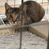 可愛いサビ子猫 サムネイル2