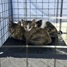 可愛いサビ子猫 サムネイル3