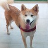 秋田犬っぽいお顔の女の子さより サムネイル5