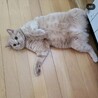 里親募集☆ふわふわで目がくりくりブリちゃんです サムネイル2
