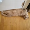 里親募集☆ふわふわで目がくりくりブリちゃんです サムネイル4