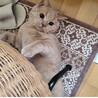 里親募集☆ふわふわで目がくりくりブリちゃんです サムネイル5