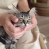 もふもふの男の子 サムネイル3