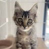 もふもふの男の子 サムネイル4