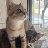もふもふの男の子 サムネイル5