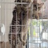 もふもふの男の子 サムネイル6