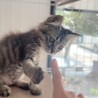 もふもふの男の子 サムネイル7