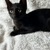 3か月の黒猫の女の子☆こんぶちゃん サムネイル3