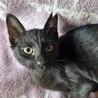 3か月の黒猫の女の子☆こんぶちゃん サムネイル4