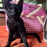 3か月の黒猫の女の子☆こんぶちゃん サムネイル5