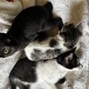 3か月の黒猫の女の子☆こんぶちゃん サムネイル6