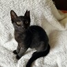 3か月の黒猫の女の子☆こんぶちゃん サムネイル7