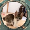 終生飼える方求む サムネイル2