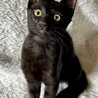 3か月の黒猫の女の子☆こんぶちゃん サムネイル2