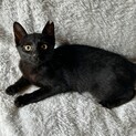 3か月の黒猫の女の子☆こんぶちゃん