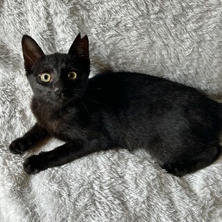 3か月の黒猫の女の子☆こんぶちゃん