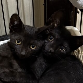 そっくり黒猫兄妹！カン君とサワちゃん