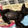そっくり黒猫兄妹！カン君とサワちゃん サムネイル2