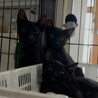 そっくり黒猫兄妹！カン君とサワちゃん サムネイル3