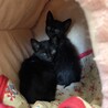 そっくり黒猫兄妹！カン君とサワちゃん サムネイル4