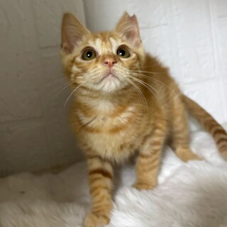 動物病院の保護猫☆可愛い茶トラ女子