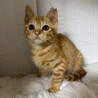 動物病院の保護猫☆可愛い茶トラ女子 サムネイル2