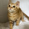 動物病院の保護猫☆可愛い茶トラ女子 サムネイル3
