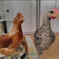 岡崎おうはんのオスと烏骨鶏×ボリスブラウンのオス