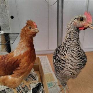 岡崎おうはんのオスと烏骨鶏×ボリスブラウンのオス