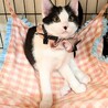 動物病院の保護猫☆シャーは言うけど怖くニャイ！ サムネイル2