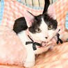 動物病院の保護猫☆シャーは言うけど怖くニャイ！ サムネイル3