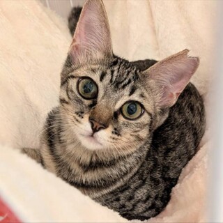 動物病院の保護猫☆ちょっと怖がりなべっぴんさん♡