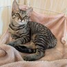動物病院の保護猫☆ちょっと怖がりなべっぴんさん♡ サムネイル2