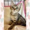 動物病院の保護猫☆ちょっと怖がりなべっぴんさん♡ サムネイル3