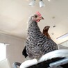 岡崎おうはんのオスと烏骨鶏×ボリスブラウンのオス サムネイル2