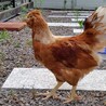 岡崎おうはんのオスと烏骨鶏×ボリスブラウンのオス サムネイル3