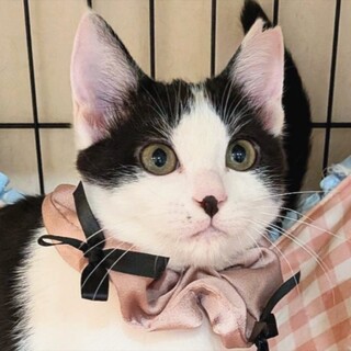 動物病院の保護猫☆シャーは言うけど怖くニャイ！