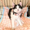 動物病院の保護猫☆シャーは言うけど怖くニャイ！ サムネイル4