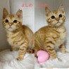 動物病院の保護猫☆可愛い茶トラ女子 サムネイル4