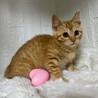 動物病院の保護猫☆可愛い茶トラ女子 サムネイル5