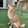 赤柴女の子 サムネイル2