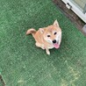 赤柴女の子 サムネイル4