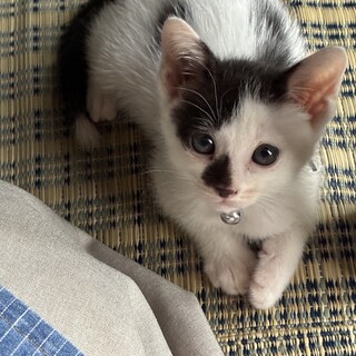 豆大福柄のおんにゃのこ